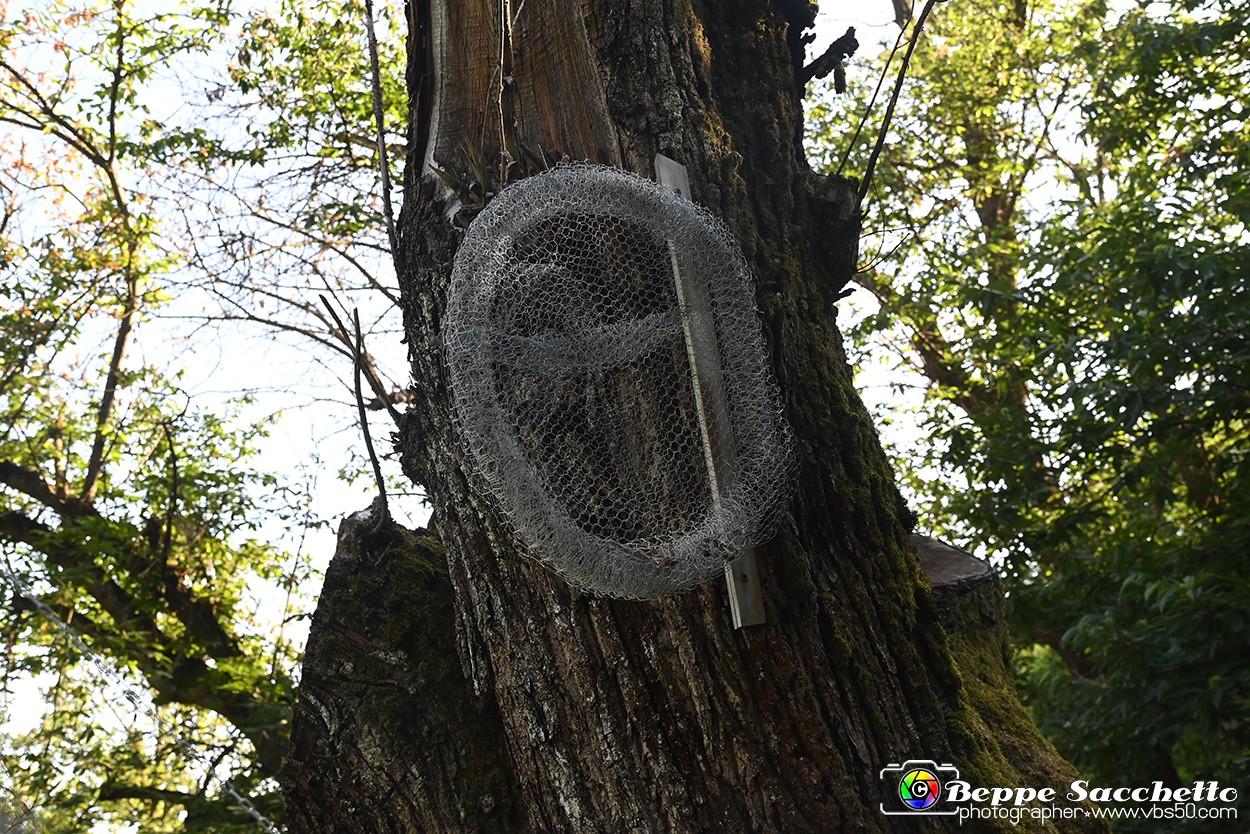 VBS_4859 - Il bosco fatato - Montaldo Roero.jpg